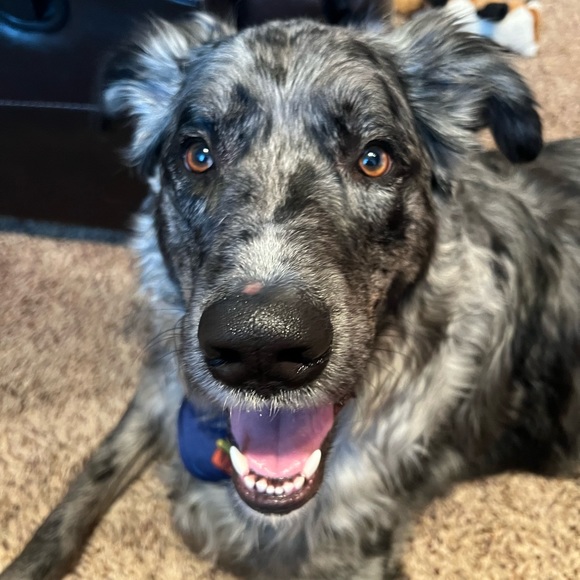 Meet your Posher, Tammy - Picture 5 of 10